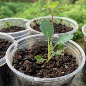 Seed, plant and veggie exchange at Gotahold Brewing