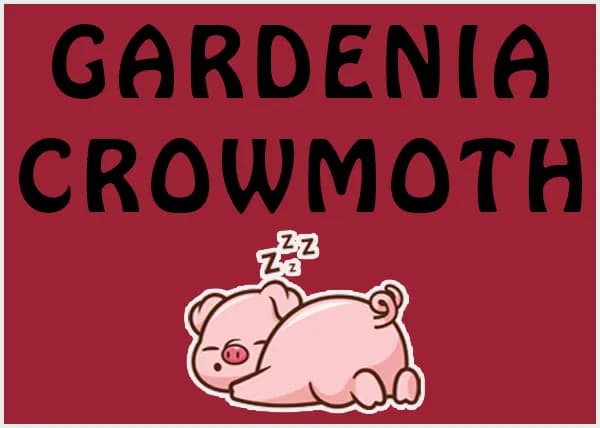 Free show with Gardenia & Crowmoth